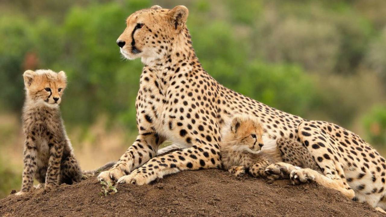 South African Cheetahs: దక్షిణాఫ్రికా నుంచి భారత్‌కు వందకుపైగా చిరుతలు..! ఎప్పుడంటే?