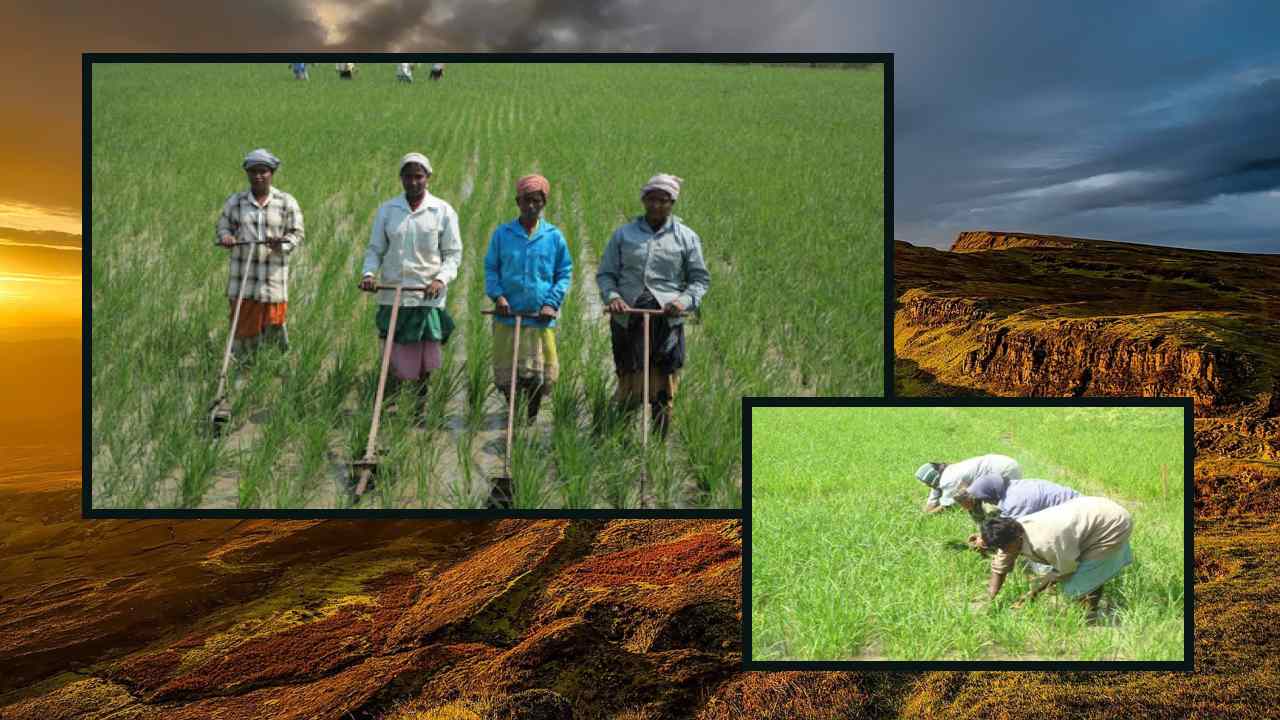 Weed Control : వరి నారుమడితోపాటు, నాట్లు వేసిన తరువాత కలుపు నివారణకు తీసుకోవాల్సిన చర్యలు!