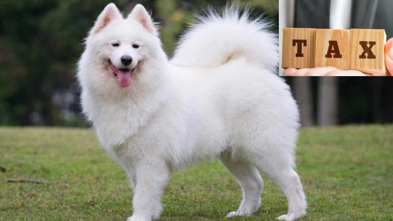 Dogs Taxed : కుక్కలను పెంచుకుంటే కూడా ట్యాక్స్ చెల్లించాల్సిందే!