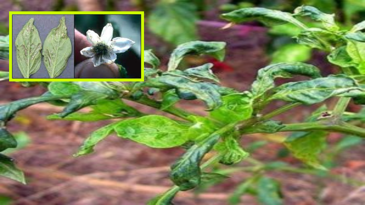 Tamara Worm In Chili : మిరప రైతులను కలవరపెడుతున్న తామర పురుగు! నివారణ మార్గాలు