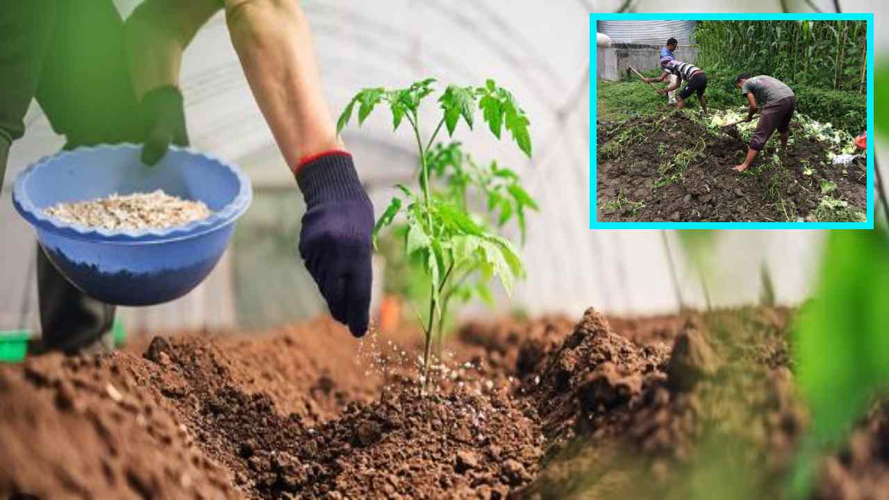 Organic Fertilizers : వ్యవసాయంలో సేంద్రీయ ఎరువుల వినియోగంతో అధిక దిగుబడులతోపాటు, ఖర్చులు తక్కువే!
