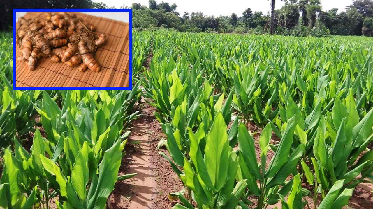 Turmeric Cultivation : పసుపు సాగులో విత్తనశుద్ధి, పోషక ఎరువుల విషయంలో యాజమాన్య పద్ధతులు!
