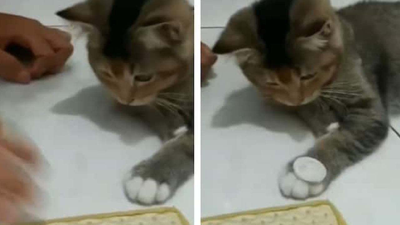 Viral Video: కాయిన్స్ ఎగరేయడం నేర్చుకుంటున్న పిల్లి.. ఆకట్టుకుంటున్న వీడియో