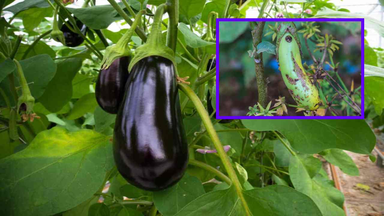Eggplant Cultivation : వంగసాగులో చీడపీడల బెడద! పాటించాల్సిన జాగ్రత్తలు