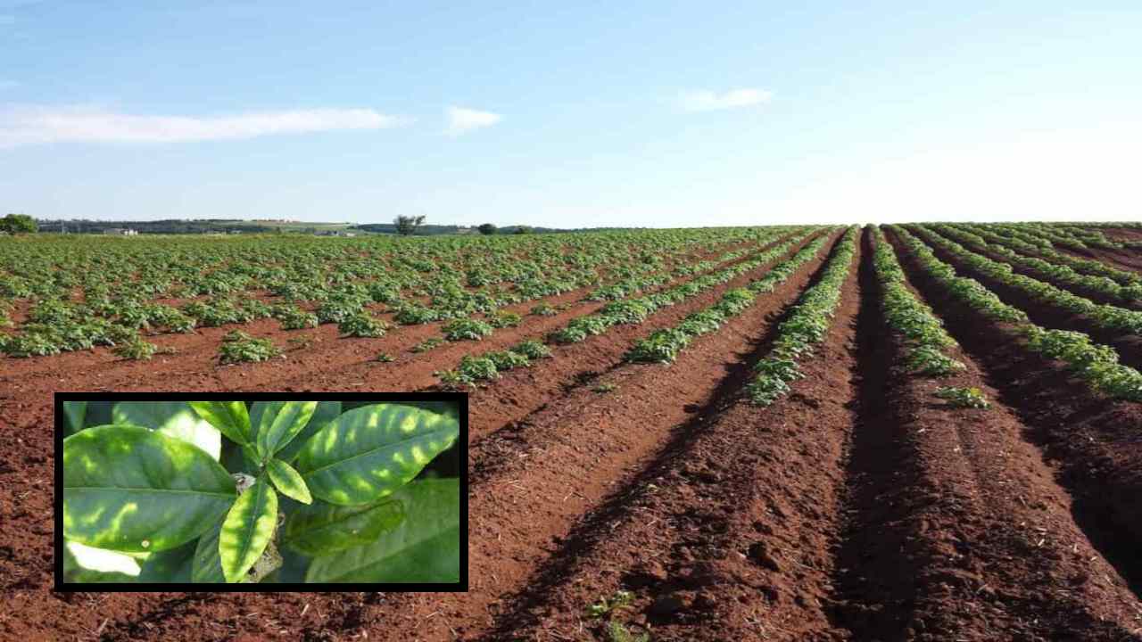 Zinc Deficiency : ప్రధాన పంటలసాగులో జింకు లోపం! నివారణ పద్ధతులు