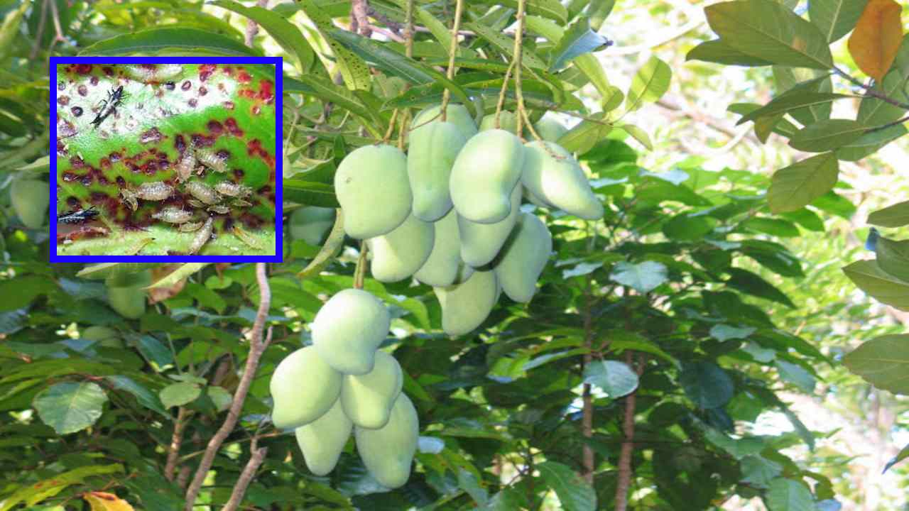 Black Thrips Pest : మామిడి, బొప్పాయితో పాటు ఇతర ఉద్యానవన తోటల్లో నలుపు రంగు తామర పురుగుల నియంత్రణ!