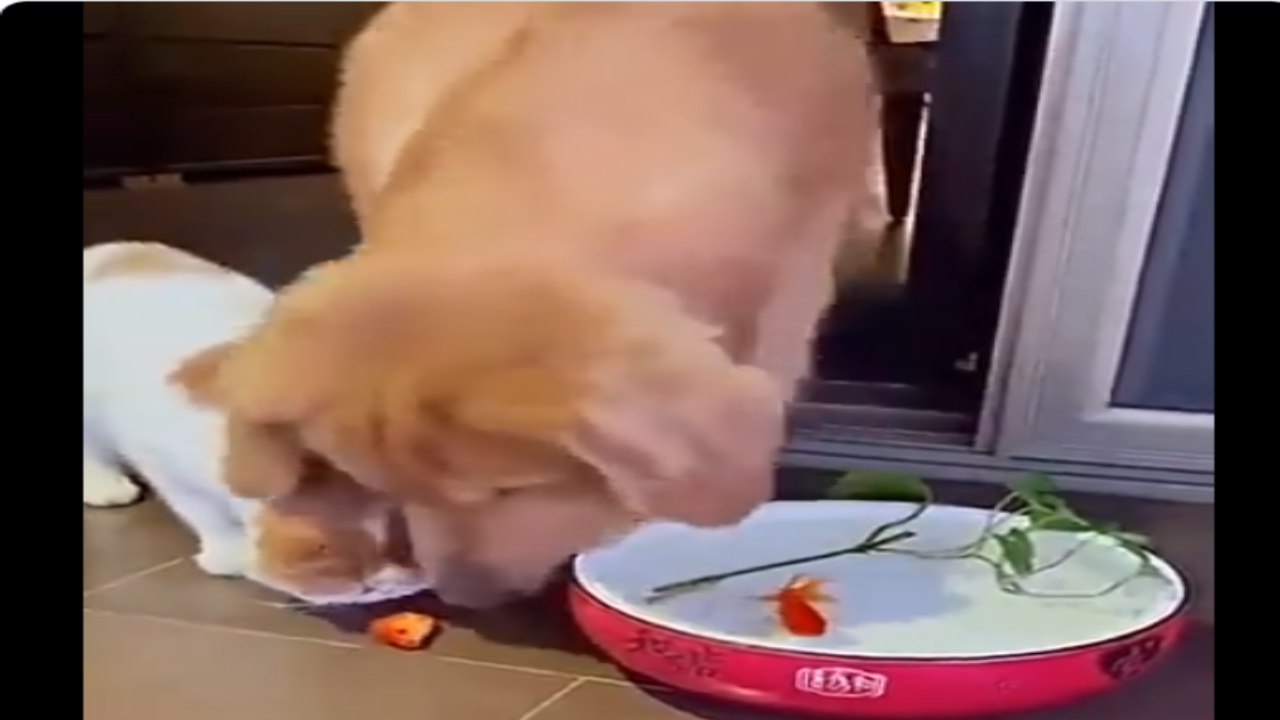 Viral Video: గోల్డ్ ఫిష్‌ ప్రాణాలు కాపాడిన కుక్క.. అబ్బురపరుస్తున్న వీడియో