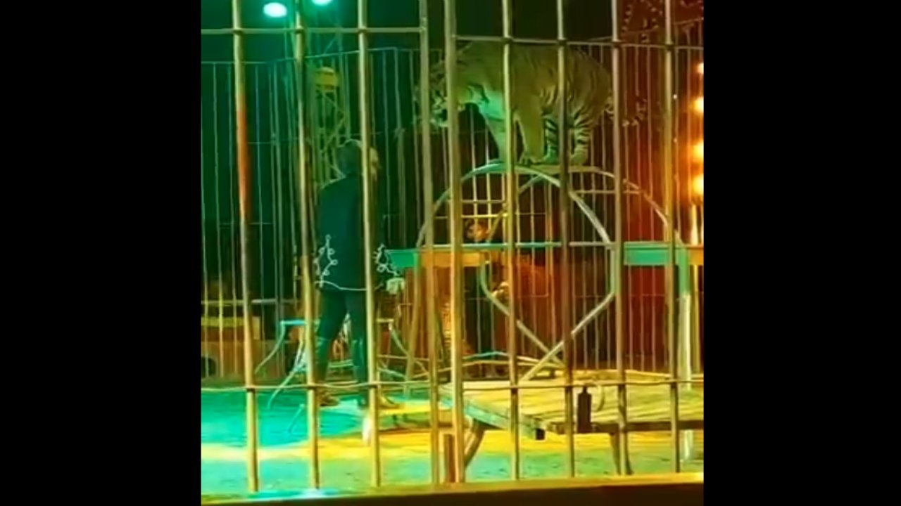 Viral Video: సర్కస్‌లో ట్రైనర్‌పై దాడి చేసి ప్రేక్షకుల వెన్నులో వణుకు పుట్టించిన పులి