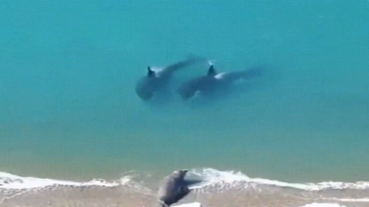 Viral video: ఒడ్డుకు చేరుకుని రెండు తిమింగళాల నుంచి తప్పించుకున్న సీల్