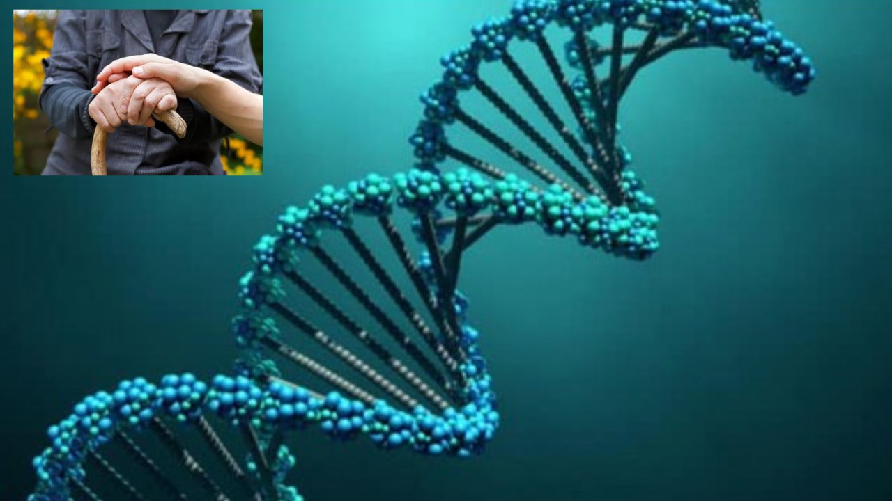 Life Span : ఆయుష్షు పెంచే జన్యువు.. పదేళ్లకు పెంపు!