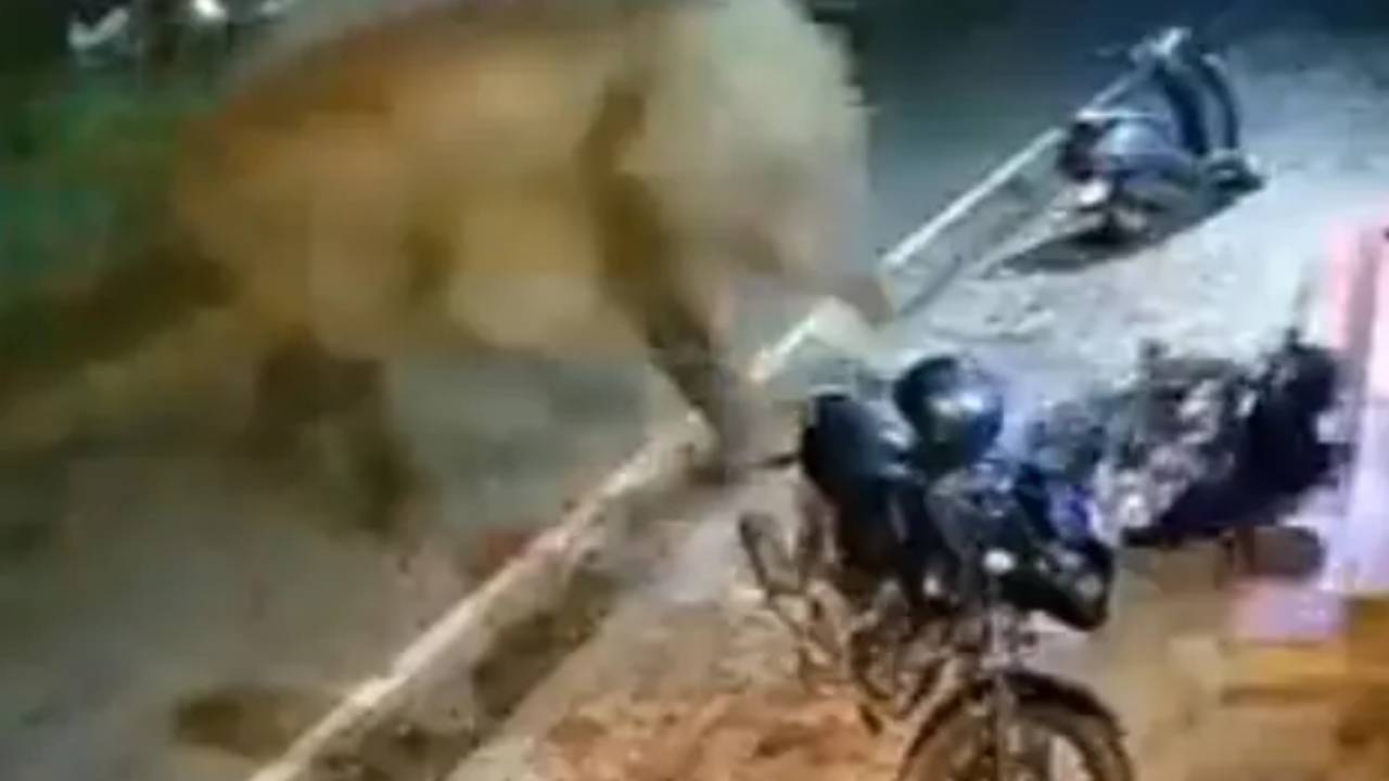 Elephant Video: రూల్స్ పాటించకుంటే బైక్ ఫుట్‌బాల్ ఎగిరినట్లు ఎగురుతుంది.. ట్విటర్‌లో ట్రాఫిక్ డీసీపీ వీడియో.. నెటిజన్ల సరదా కామెంట్స్..