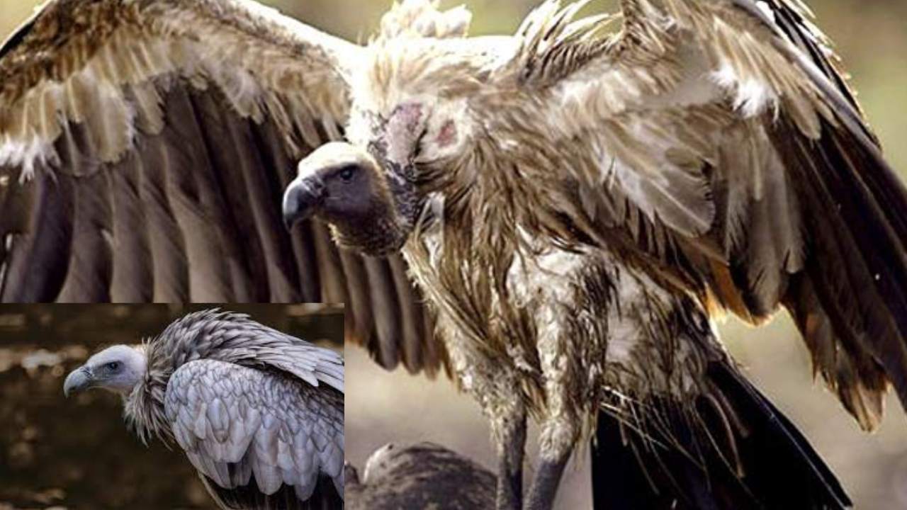 Rare Vulture : ఉత్తరప్రదేశ్ లో అత్యంత అరుదైన రాబందు ప్రత్యక్షం