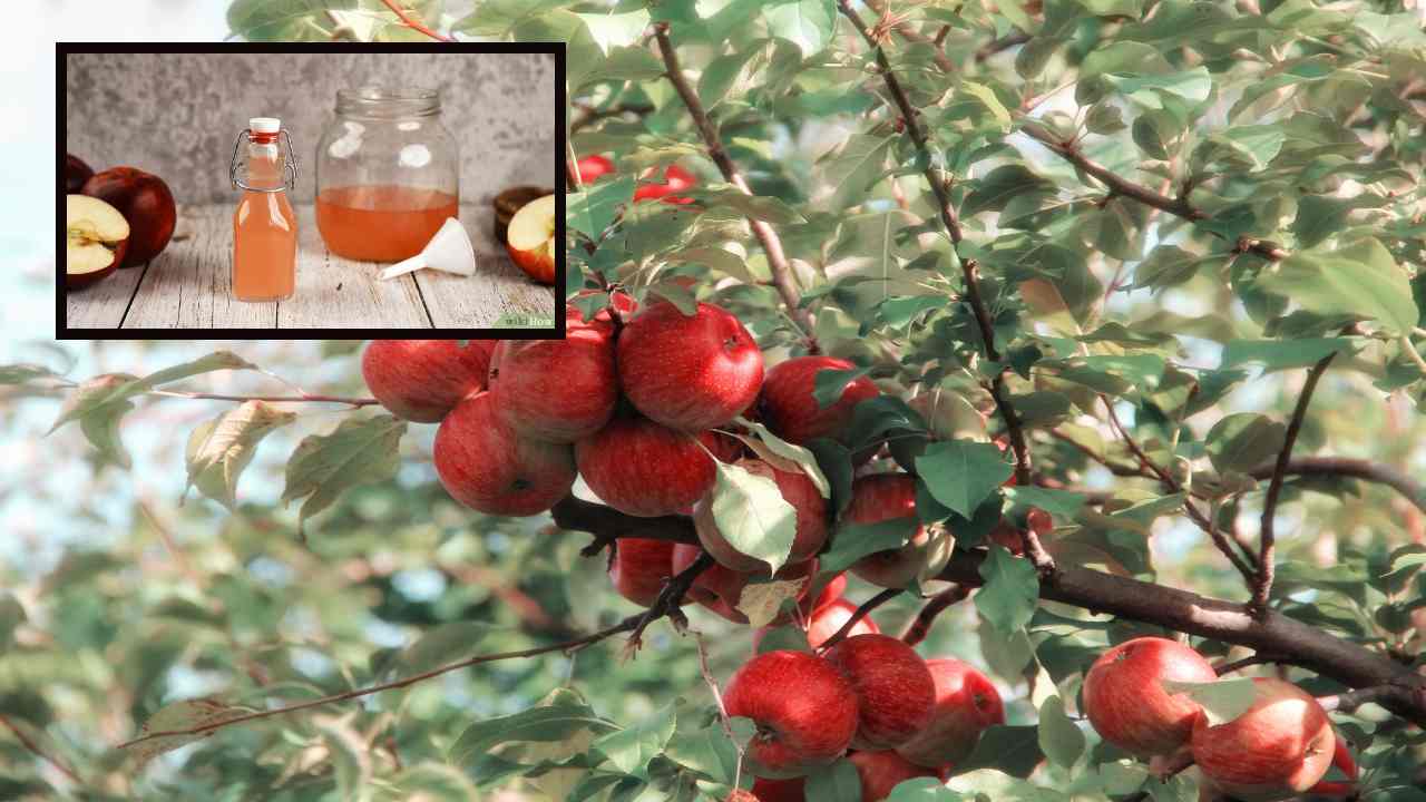 Apple Cider Vinegar : రాత్రి నిద్రపోయే ముందు ఒక్క టీస్పూన్ యాపిల్ సైడర్ వెనిగర్ తీసుకుంటే ఎన్నో ప్రయోజనాలు !