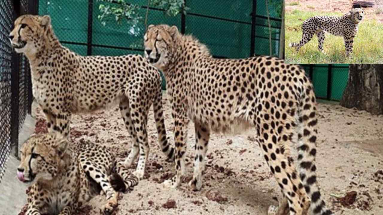 12 Cheethas : భారత్ కు మరో 12 చిరుతలు