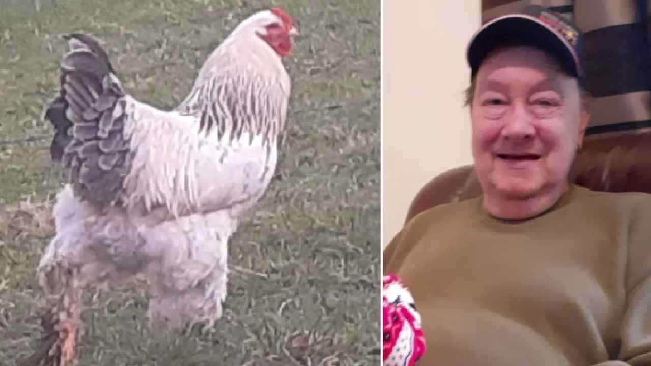 Chicken Killed Man : OMG.. మనిషి ప్రాణం తీసిన కోడి, ఎలాగో తెలిస్తే షాక్