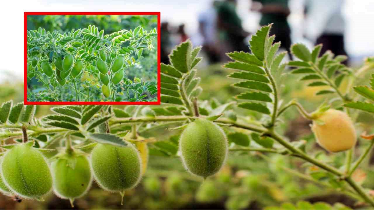 Chickpea Cultivation : రబీలో నల్లరేగడి నేలల్లో శనగసాగు యాజమాన్యం!