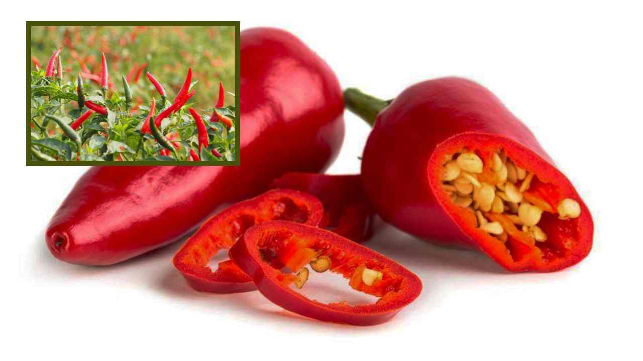 Chillies : రోగనిరోధక శక్తిని పెంచటంతో పాటుగా, జీవక్రియకు సహాయపడే మిరపకాయలు!