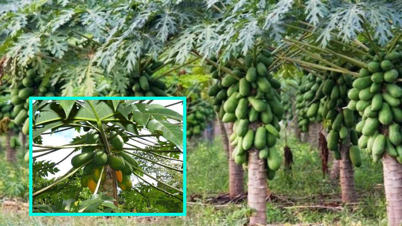 Papaya : బొప్పాయిలో సూక్ష్మ పోషకాల లోపం, నివారణా చర్యలు !