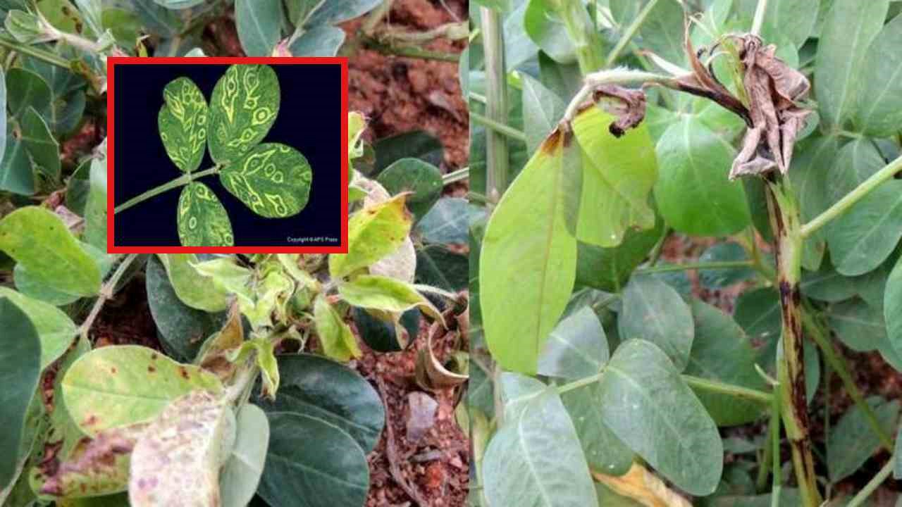 Diseases Of Groundnut : వేరుశనగలో మొవ్వకుళ్ళు వైరస్ తెగులు నివారణ!