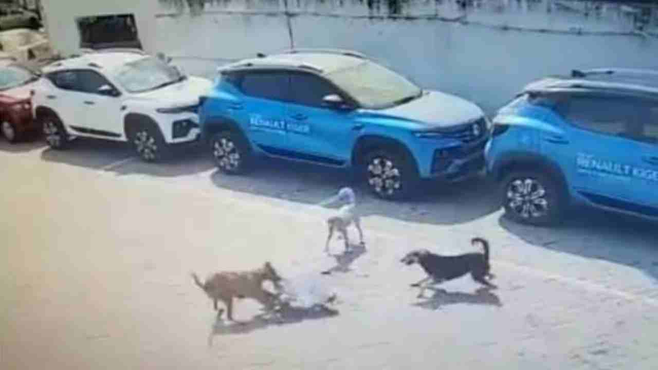 Dog Bite Control Guidelines: అంబర్‌పేట ఘటనపై ప్రభుత్వం సీరియస్.. కుక్క కాటు నియంత్రణకు మార్గదర్శకాలు జారీ