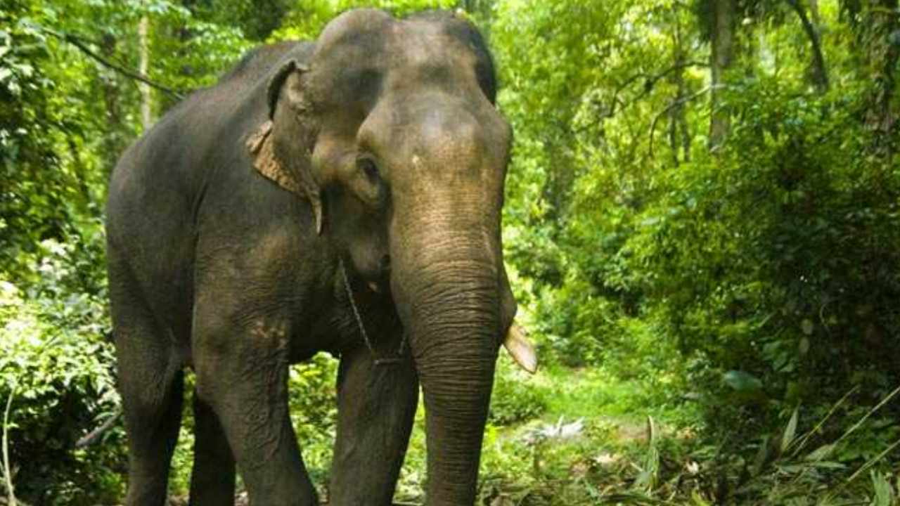 Elephant Kills: హడలెత్తిస్తోన్న ఏనుగు.. 12రోజుల్లో 16 మందిని చంపేసింది..! భయంతో వణికిపోతున్న ప్రజలు