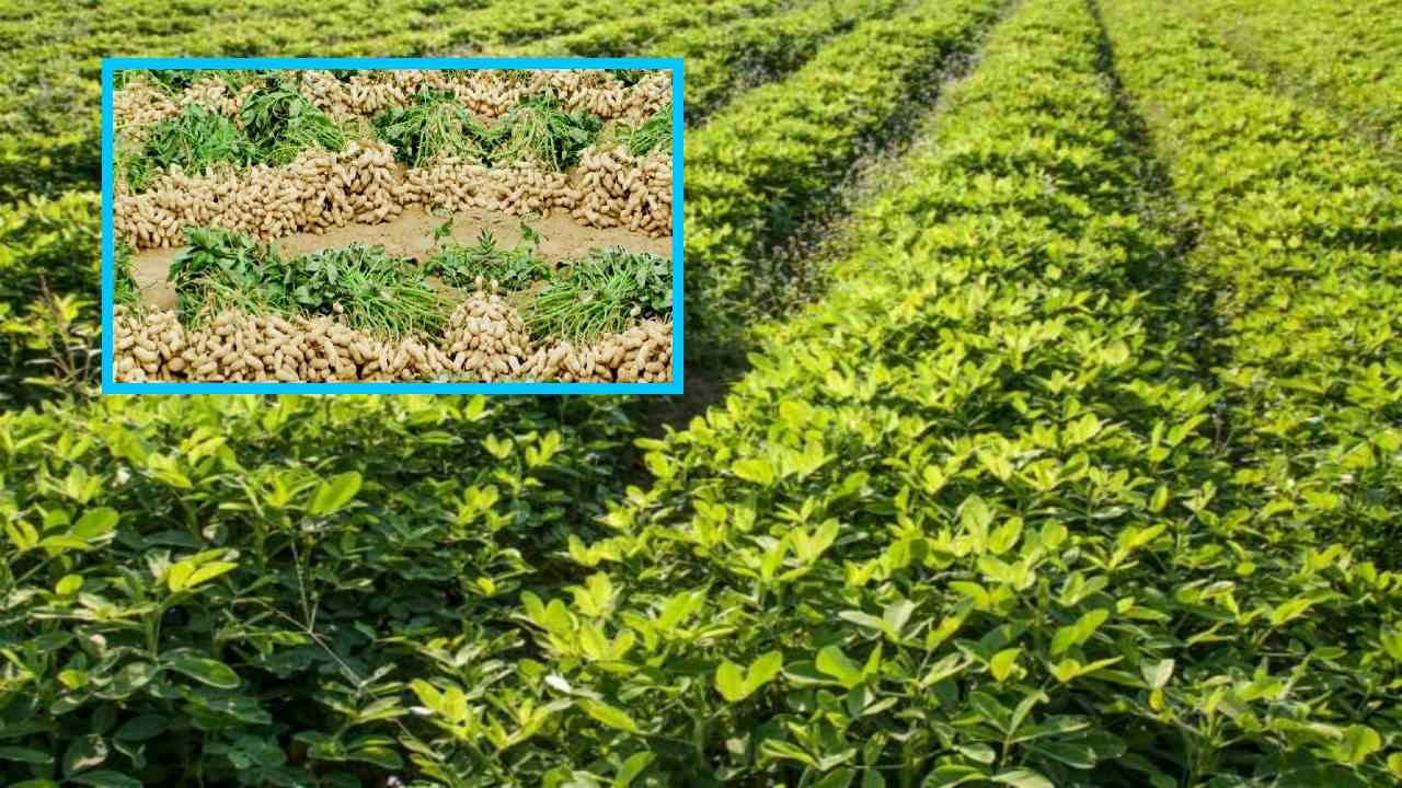 Groundnut Cultivation : వేరుశనగ సాగుకు ముందుగా విత్తనశుద్ధిలో యాజమాన్య పద్ధతులు!