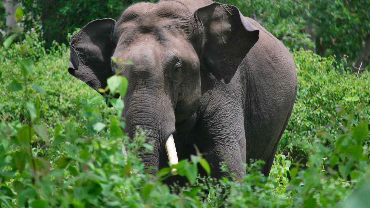 Guwahati: ఆర్మీ జవాన్‌ను తొక్కి చంపిన అడవి ఏనుగు