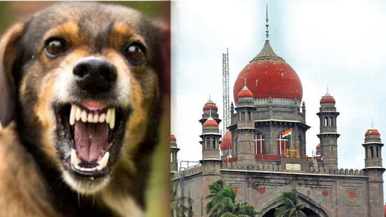Dog Attack Case :  జీహెచ్ఎంసీ నిర్లక్ష్యం వల్లే పసివాడి ప్రాణాలు పోయాయని హైకోర్టు ఆగ్రహం