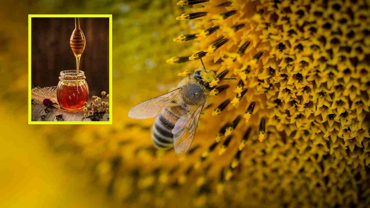 Honey Health Benefits : పంచదారకు బదులుగా తేనె వాడితే అనేక ఆరోగ్య ప్రయోజనాలు!