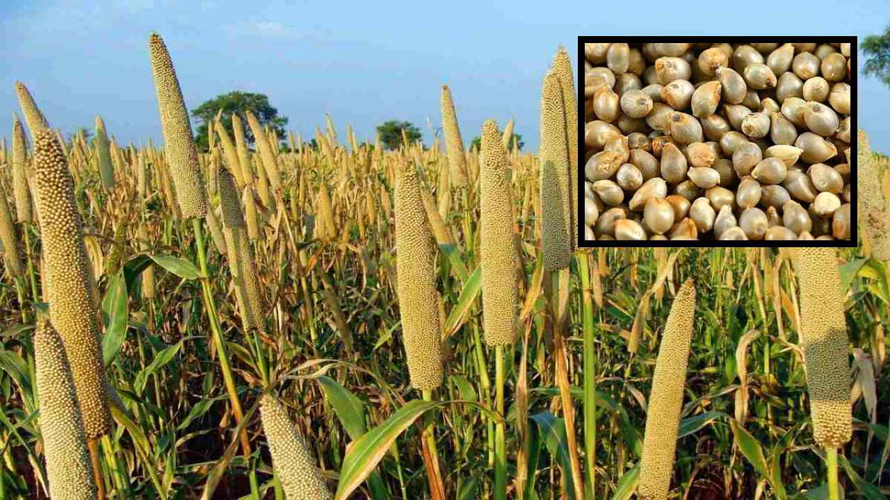 BAJRA CROP : సరైన యాజమాన్య పద్దతులు అనుసరిస్తే సజ్జపంట లో అధిక దిగుబడులు సాధ్యమే!
