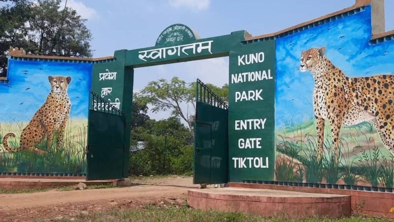 Kuno National Park: కునో నేషనల్ పార్కులో సిద్ధంగా పది ఎన్‌క్లోజర్లు.. ఆఫ్రికా చిరుతలు వచ్చేది ఎప్పుడంటే ..?