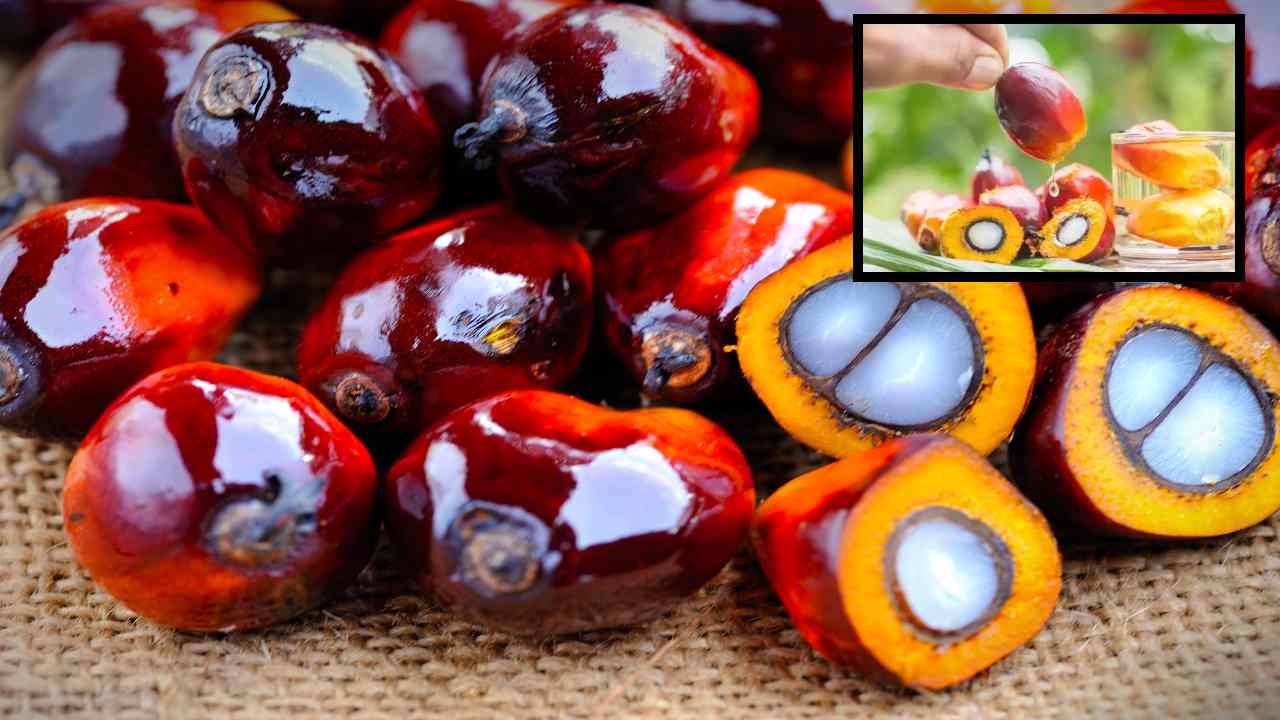 Palm Oil : పామాయిల్ వాడితే ప్రాణాంతక వ్యాధుల ప్రమాదం పొంచి ఉంటుందా?