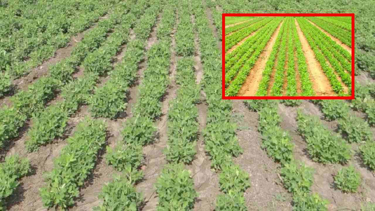 Peanut Cultivation : వేరుశనగ సాగులో రైతులు అనుసరించాల్సిన నీటియాజమాన్యం!