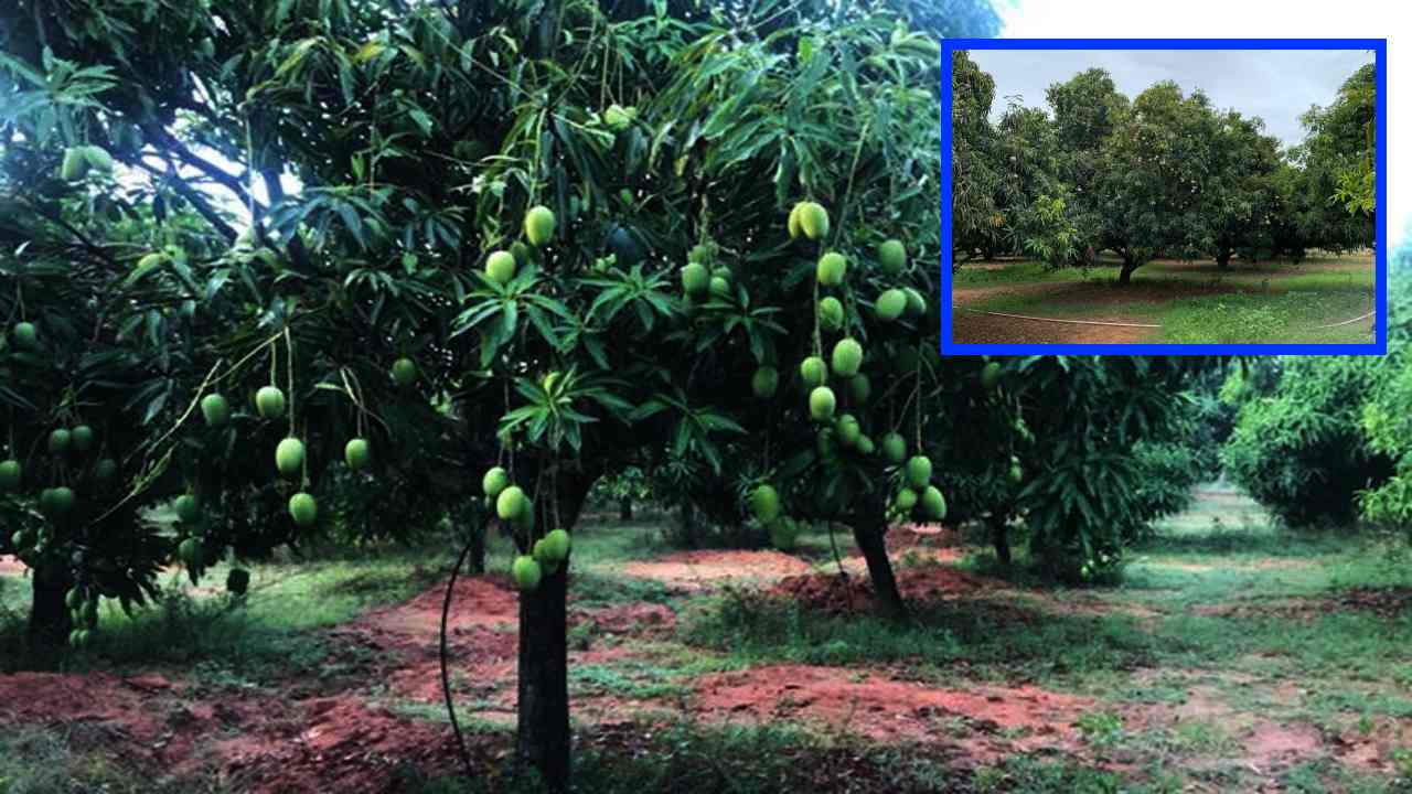 Mango Plantations : మామిడి తోటల్లో కలుపు నివారణలో తీసుకోవాల్సిన జాగ్రత్తలు !