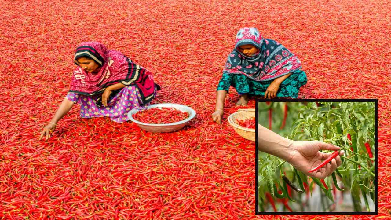 Harvesting Chillies : మిర్చి కోతల సమయంలో తీసుకోవాల్సి జాగ్రత్తలు !
