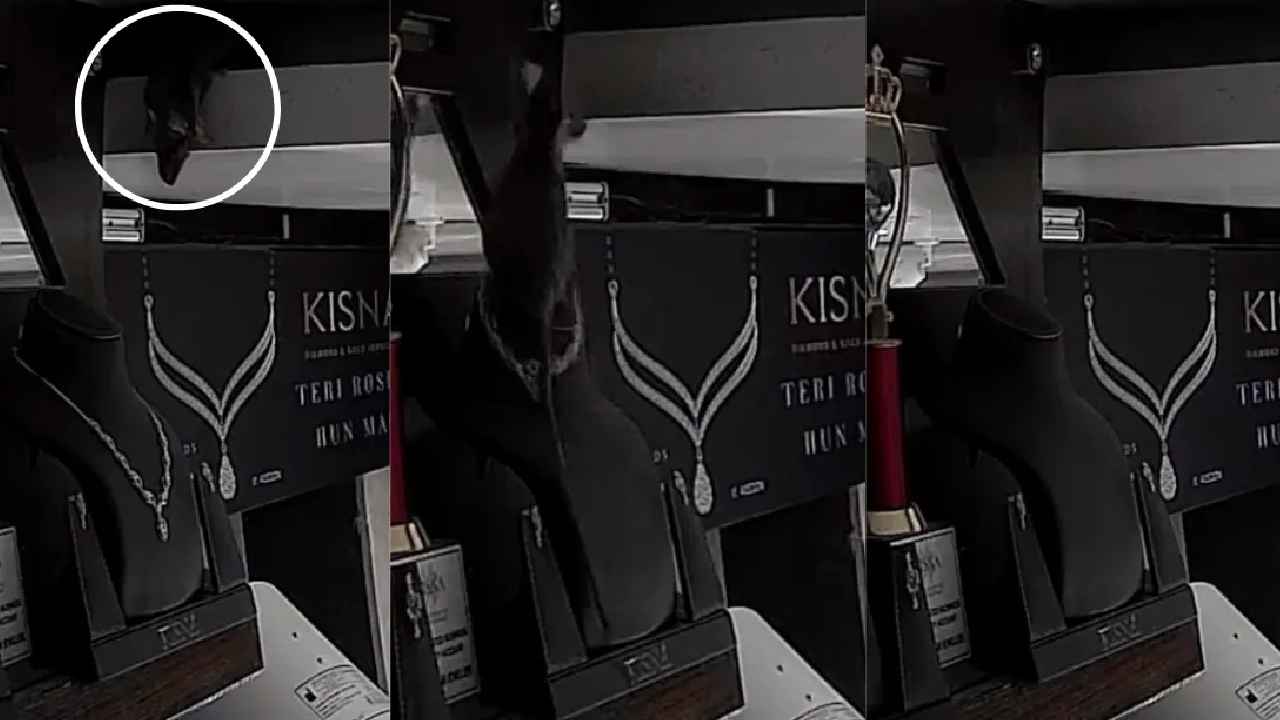 Rat Stole Necklace : ఇదేందయ్యా ఇది.. ప్రముఖ నగల దుకాణంలో ఖరీదైన నెక్లెస్ చోరీ చేసిన ఎలుక, ఎవరికి ఇస్తుందో? వీడియో వైరల్