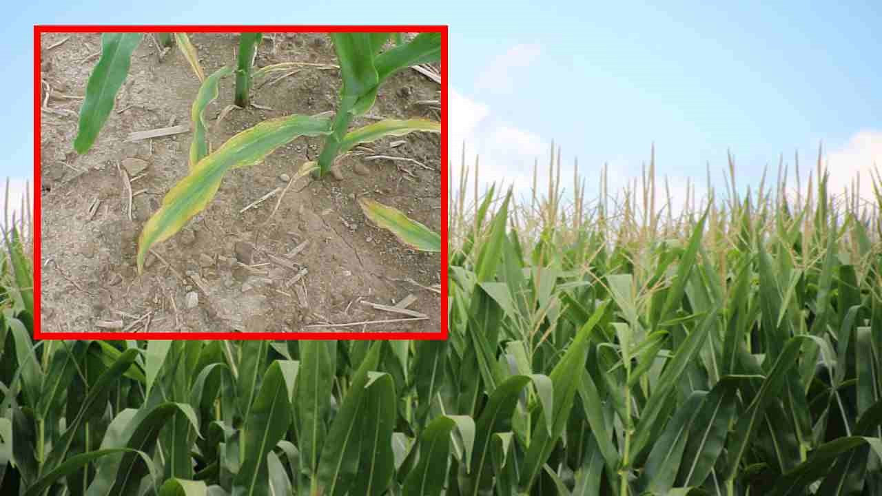 Sulfur Deficiencies : పంట పొలాల్లో గంధకం లోపాలకు కారణాలు, నివారణ చర్యలు !