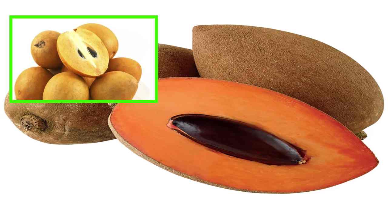 Sapota Fruits : వేసవి కాలంలో రోజుకు రెండు సపోటా పండ్లు తింటే చాలు…మంచి ఆరోగ్యం మీ సొంతం!