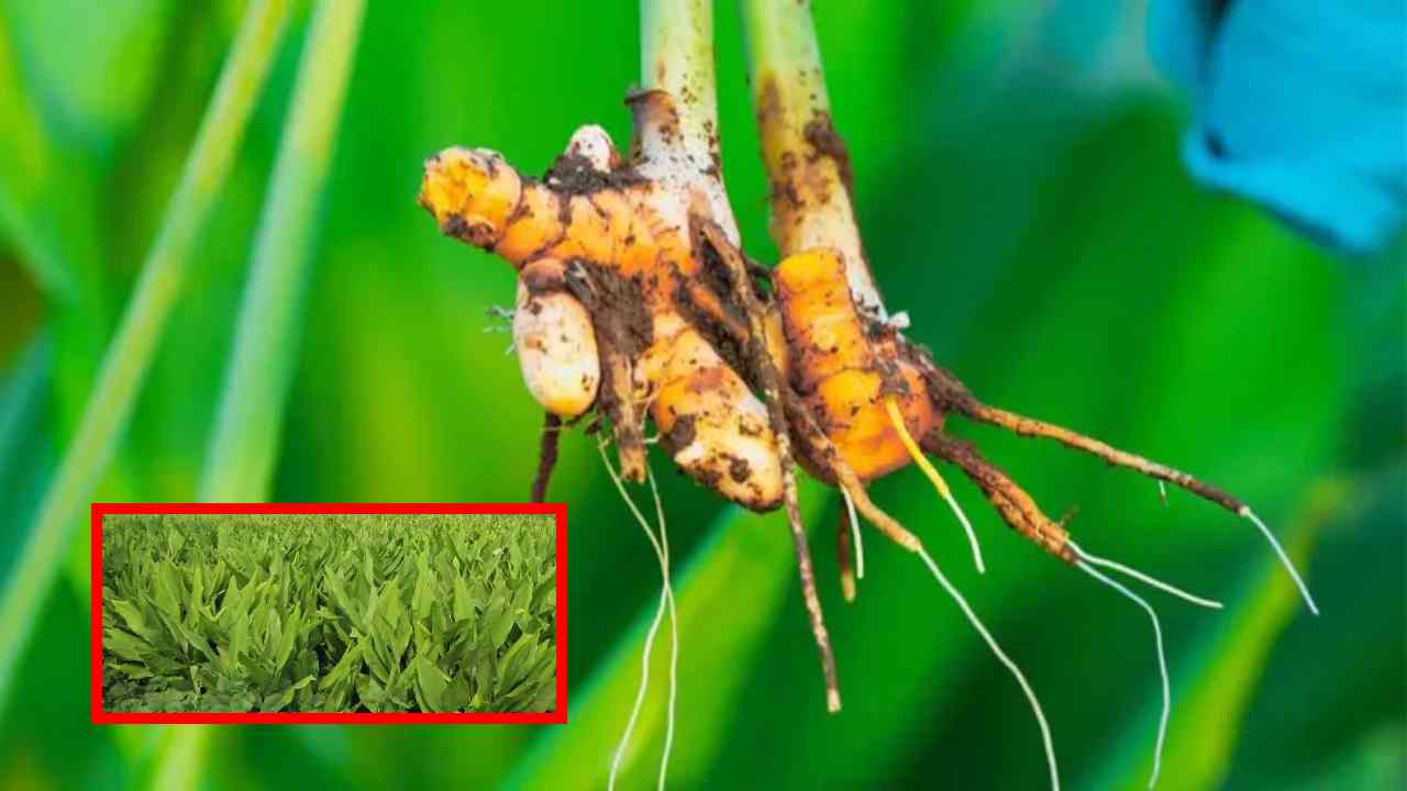 Turmeric : పసుపులో దుంప, వేరుకుళ్లు తెగులు , నివారణ చర్యలు !
