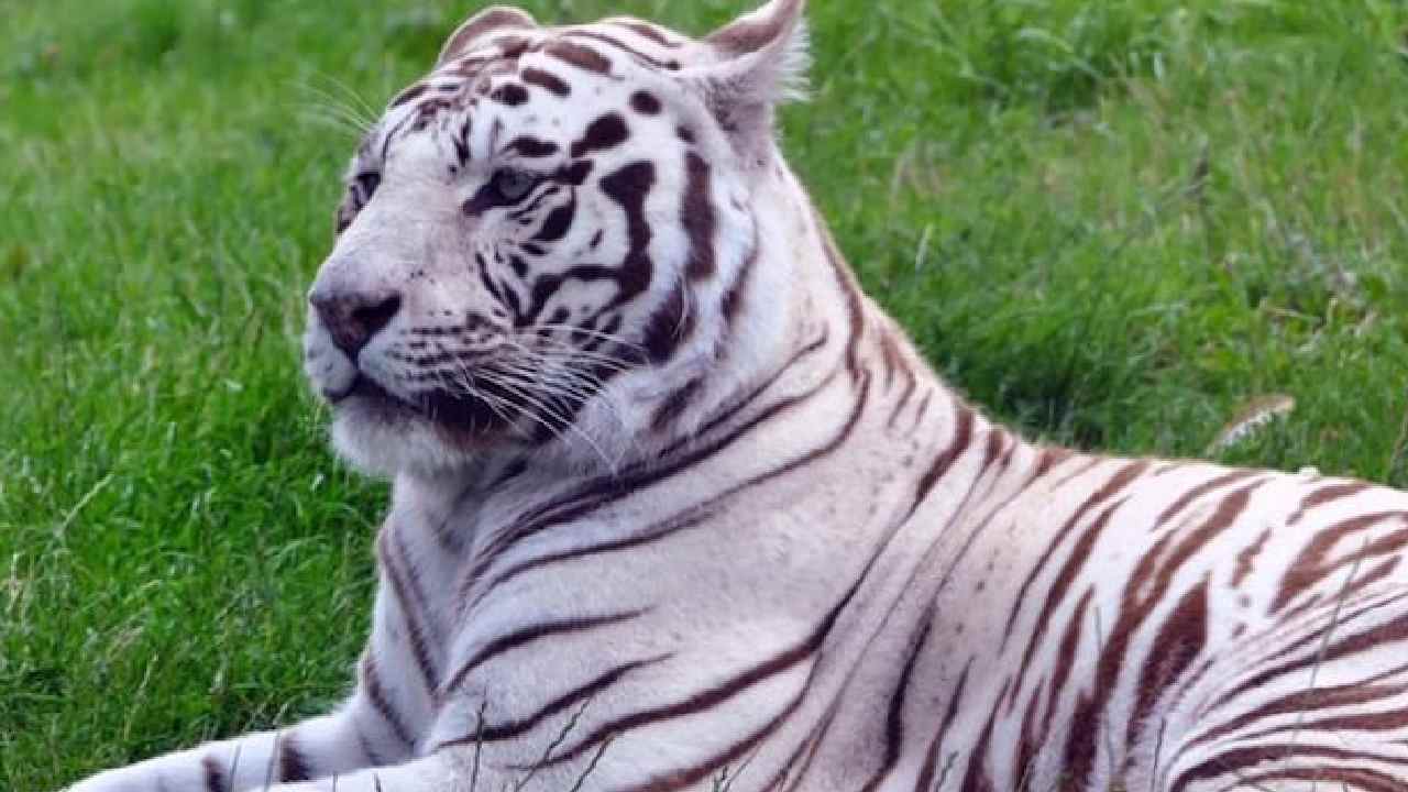 White Tigress: ఢిల్లీ జూలో అతిపెద్ద తెల్ల పులి మృతి.. అనారోగ్యమే కారణమా?