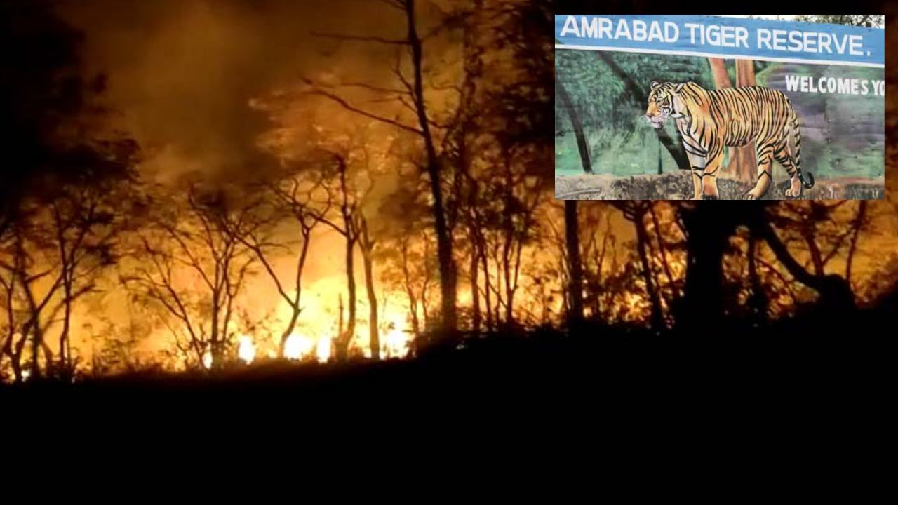 Fire Broke Out : అమ్రాబాద్ నల్లమల రిజర్వ్ ఫారెస్ట్ లో అగ్నిప్రమాదం