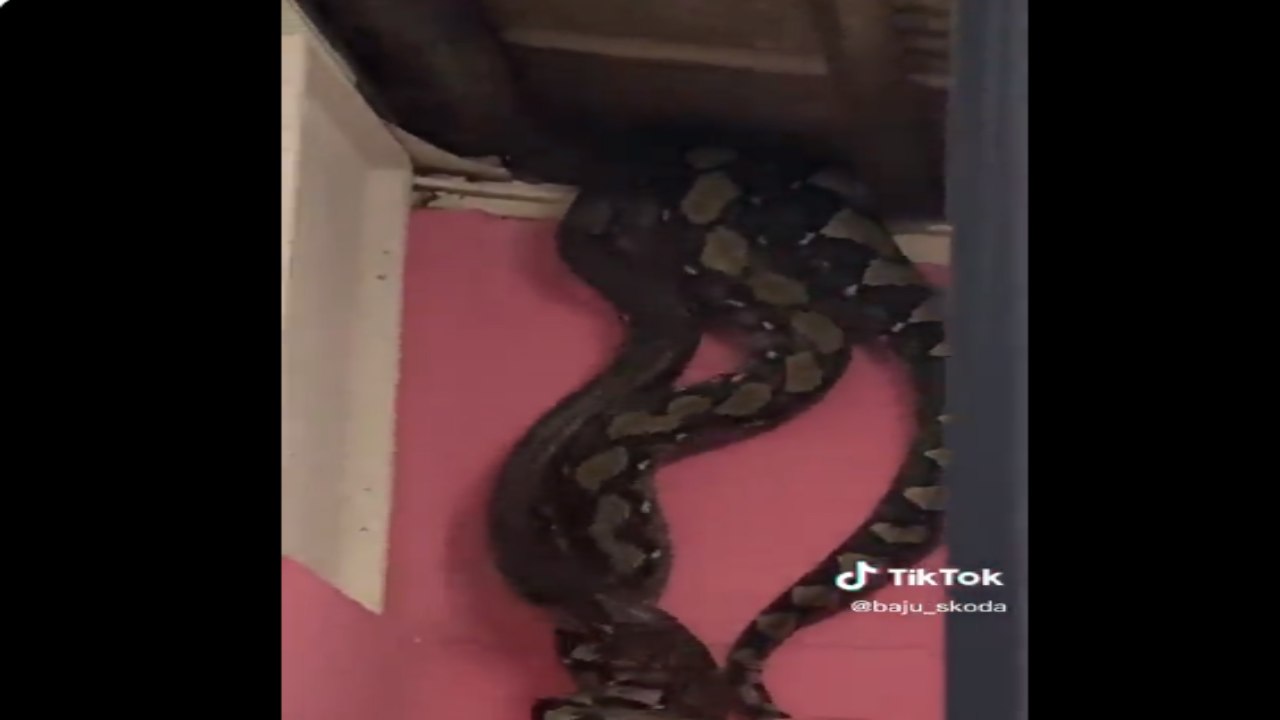 Viral Video: వెన్నులో వణుకు పుట్టించే ఘటన.. ఇంట్లో సీలింగ్ నుంచి పడ్డ మూడు అతిపెద్ద పాములు