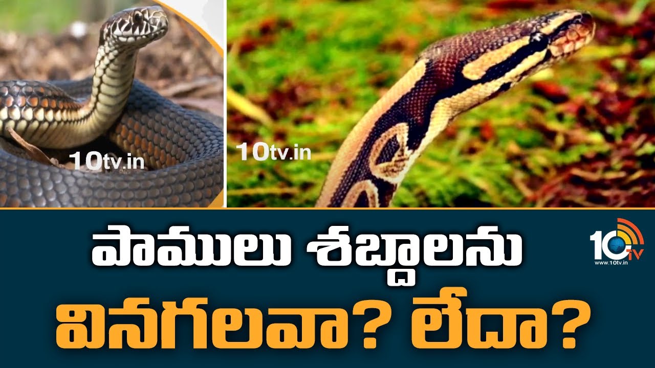 Snakes: పాములు శబ్దాలను వినగలవా? లేదా?
