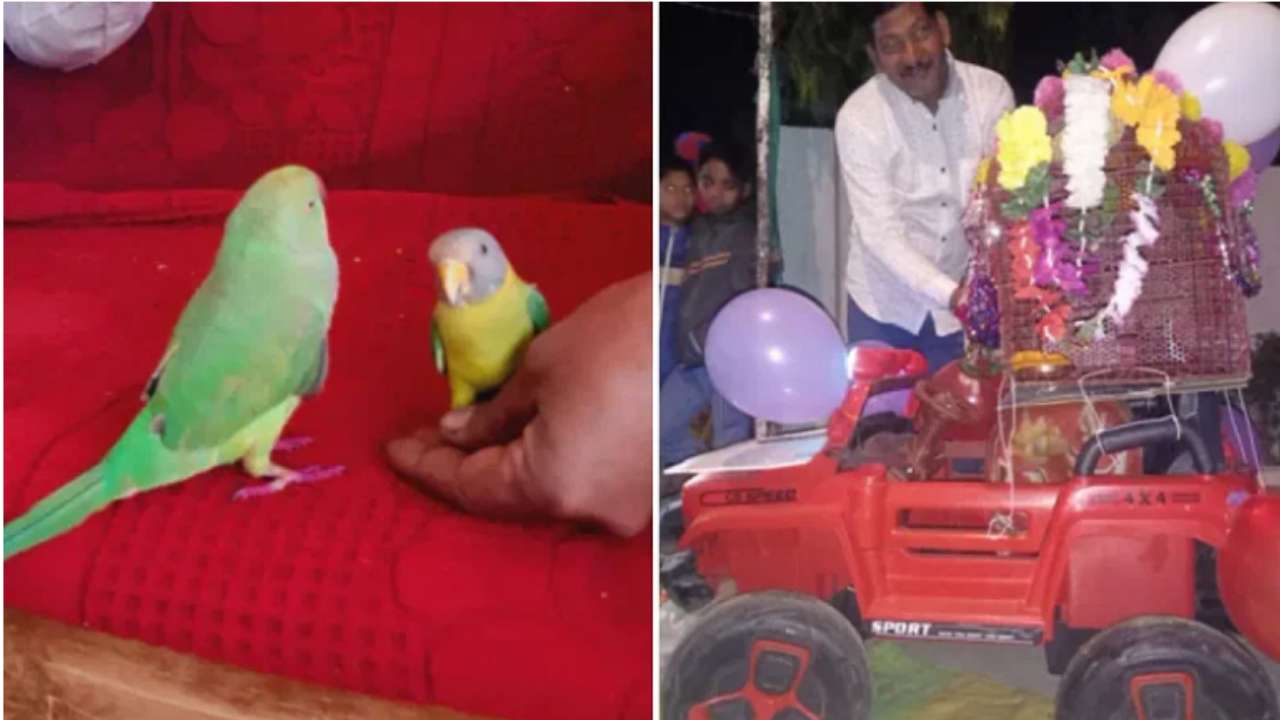Viral wedding : బాజా భజంత్రీలతో మైనా – చిలుకలమ్మల పెళ్లి.. ఘనంగా బరాత్‌