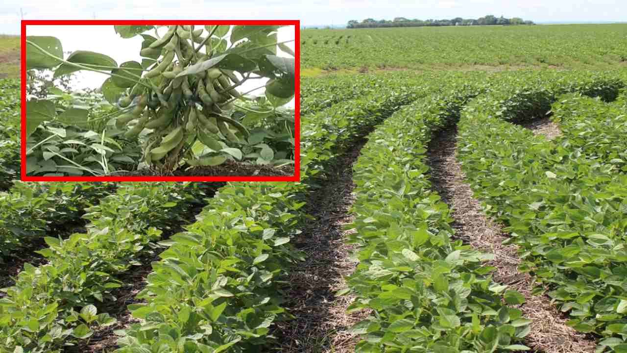 Soybean Cultivation : సోయాబీన్ సాగులో చీడపీడలు సస్యరక్షణ చర్యలు!