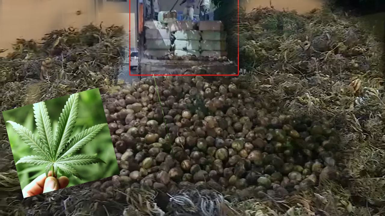 Marijuana seizure case : రూ.10కోట్ల విలువ చేసే 6,545కిలోల గంజాయి స్వాధీనం..నిందితులకు 20 ఏళ్ల జైలుశిక్ష విధించిన కోర్టు