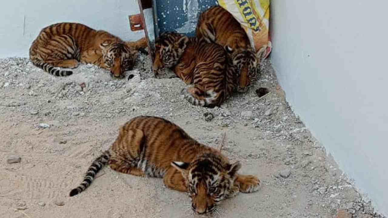 Andhra Pradesh: కొత్తపల్లి మండలంలో కనిపించిన పెద్దపులి పిల్లలు.. జాడ లేని తల్లి పులి.. ఆందోళనలో గ్రామస్తులు