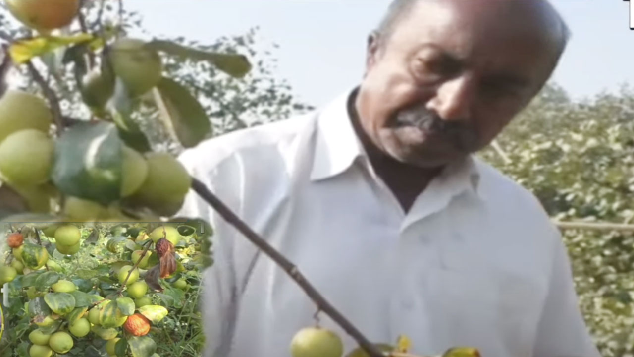 Kashmiri Apple Ber Cultivation: కశ్మీరీ యాపిల్ బేర్ సాగుతో భలే లాభాలు