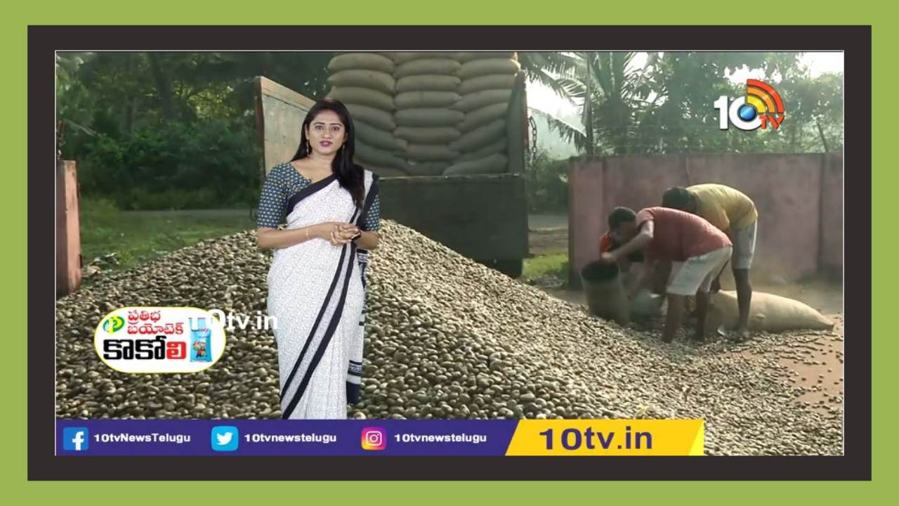 Cashew Nuts : జీడిపప్పు తయారీతో ఉపాధి…మోరి గ్రామంలో మినీ ప్రాసెసింగ్ యూనిట్లు