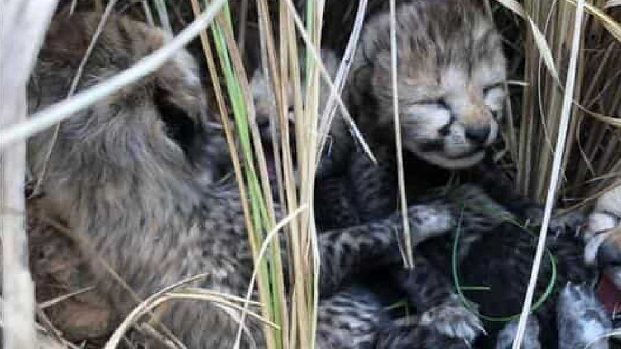 Cheetah: నాలుగు పిల్లలకు జన్మనిచ్చిన నమీబియా చీతా.. తల్లీ, పిల్లలు క్షేమం.. వైరల్ వీడియో